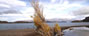 ALAMOS PENINSULA LEVICAN